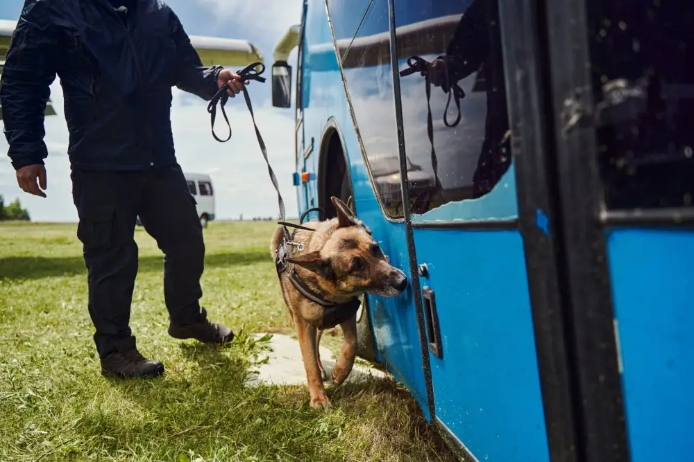 Douanier maître de chien et son berger allemand inspectant un bus bleu lors d’un contrôle de douane.