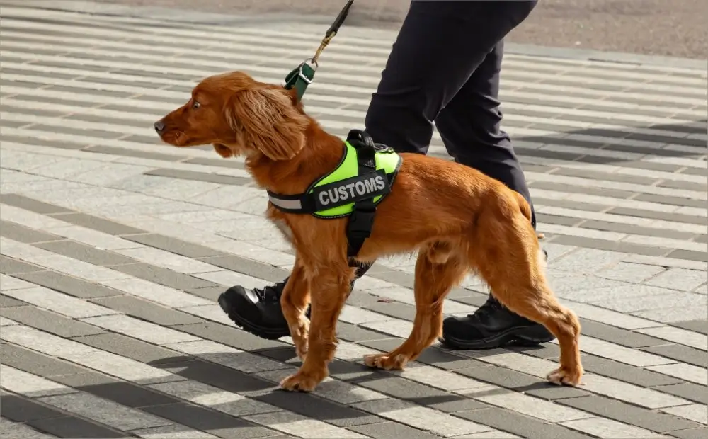 Chien de détection des douanes avec harnais marqué Customs en mission de contrôle au poste frontière.