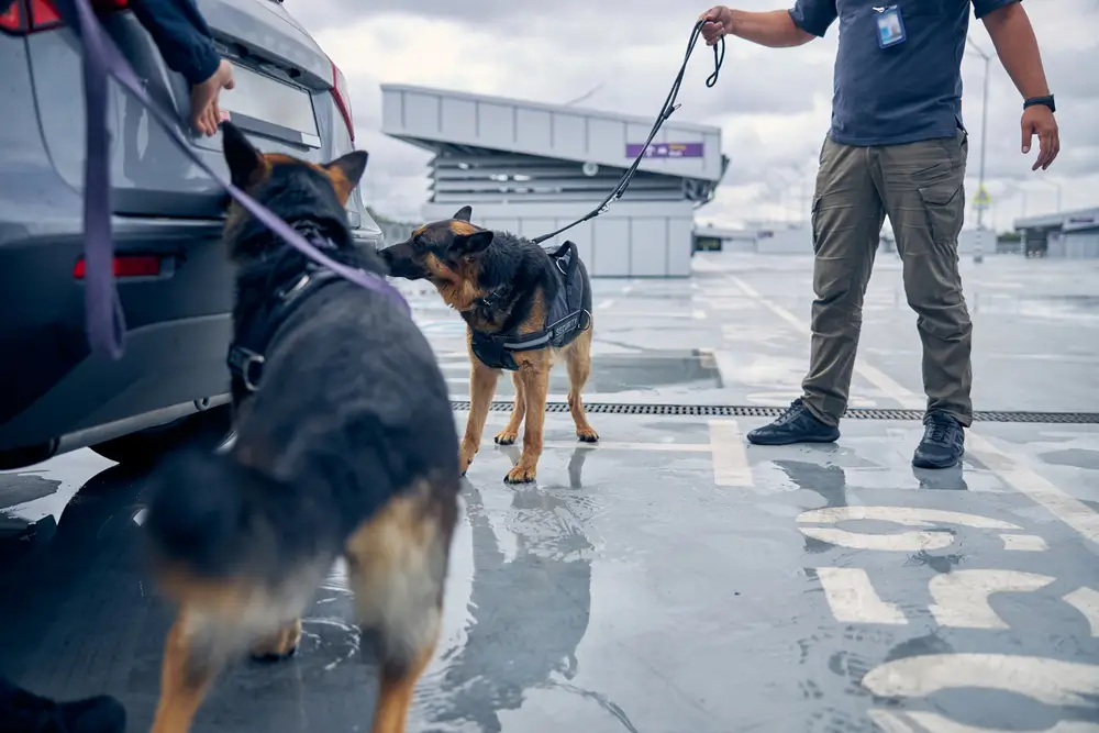 Chiens de patrouille de la douane inspectant un véhicule lors d'un contrôle de sécurité en zone portuaire.